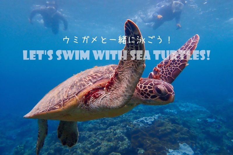 ウミガメと泳ぐシュノーケリング・ツアー!