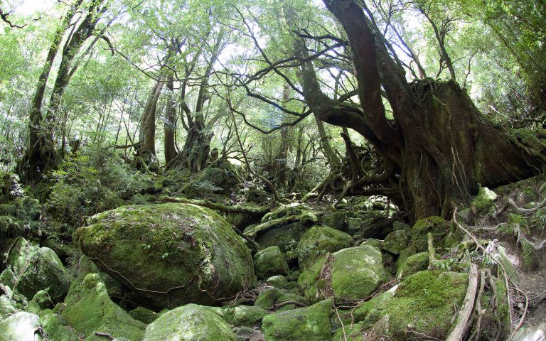 https://yakushima-nature.jp/wp-content/uploads/2023/01/DSC_9613-768x480.jpg