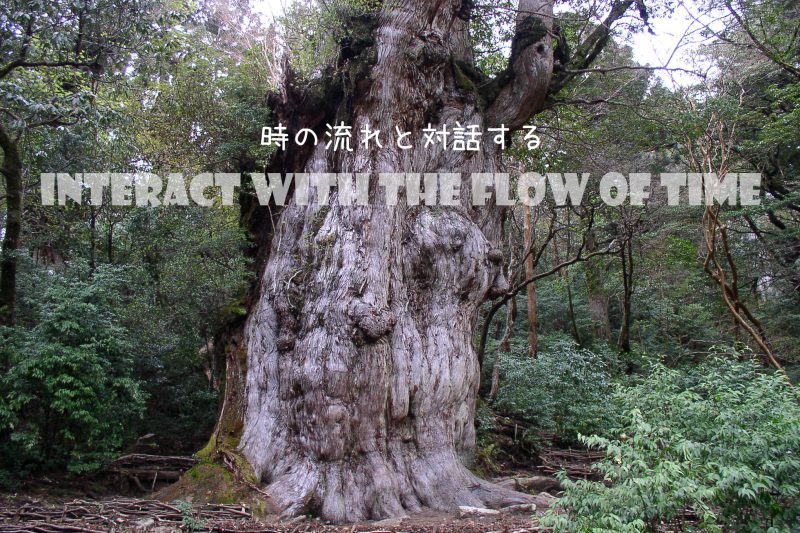 縄文杉トレッキング