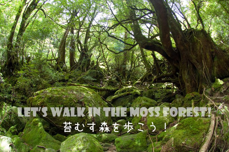白谷雲水峡トレッキング(苔むす森)